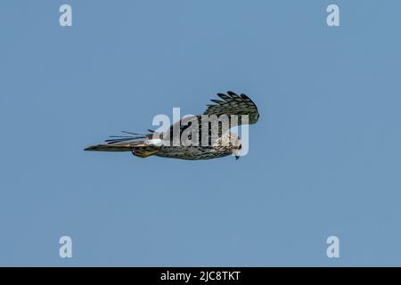 Un Harrier settentrionale, circo hudsonius, in volo sul South Padre Island Birding and Nature Center, Texas. Foto Stock