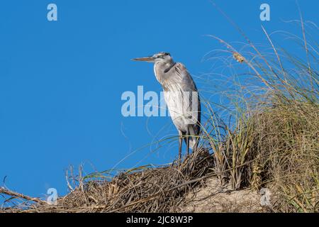 Un Great Blue Heron, Ardea Herodia, in cima a una duna di sabbia a South Padre Island, Texas. Foto Stock