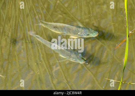 Blue Tilapia, Oreochromis aureus, una specie invasiva, nelle paludi salmastre del South Padre Island Birding Center, Texas. Foto Stock