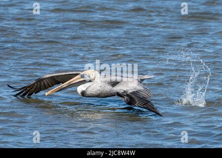 Un Pelican marrone, il Pelecanus occidentalis, prende il volo fuori dalle acque della Laguna Madre a South Padre Island, Texas. Foto Stock