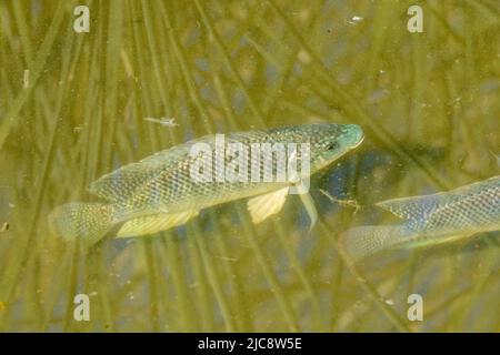 Blue Tilapia, Oreochromis aureus, una specie invasiva, nelle paludi salmastre del South Padre Island Birding Center, Texas. Foto Stock