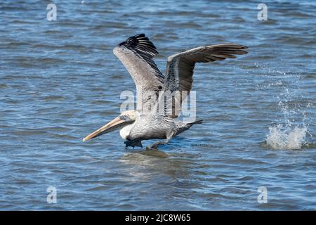 Un Pelican marrone, il Pelecanus occidentalis, prende il volo fuori dalle acque della Laguna Madre a South Padre Island, Texas. Foto Stock