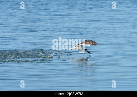 Un Black Skimmer, Rynchops niger, su una pista di pattinaggio a caccia di pesci sulla Laguna Madre. South Padre Island, Texas. Foto Stock