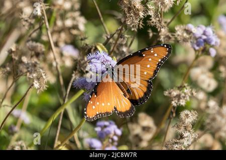 Una farfalla regina, Danaus gilippus, che si nutrono sul nettare di un fiore di Padre Island a South Padre Island, Texas. Foto Stock