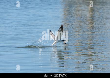 Un Black Skimmer, Rynchops niger, su una pista di pattinaggio a caccia di pesci sulla Laguna Madre. South Padre Island, Texas. Foto Stock