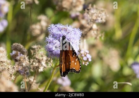 Una farfalla regina, Danaus gilippus, che si nutrono sul nettare di un fiore di Padre Island a South Padre Island, Texas. Foto Stock