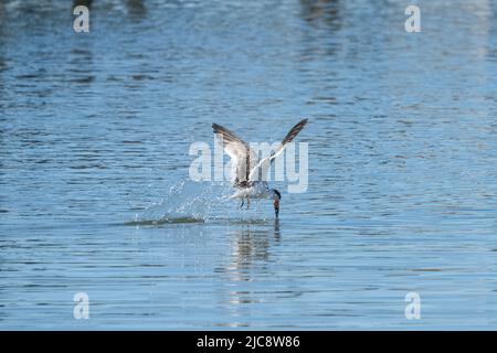 Un Black Skimmer, Rynchops niger, su una pista di pattinaggio a caccia di pesci sulla Laguna Madre. South Padre Island, Texas. Foto Stock