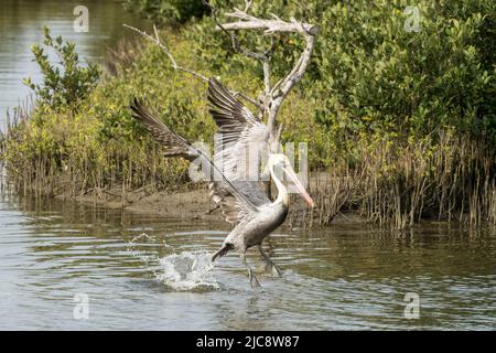 Un Pelican marrone, il Pelecanus occidentalis, prende il volo fuori dall'acqua di una palude della palude della zona umida sull'isola di Padre del sud, Texas. Foto Stock