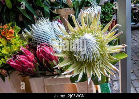 Mercato turco con pianta & bancarella di fiori su Maybachufer, Neukölln, Berlino, Germania. Bandiera arcobaleno Foto Stock