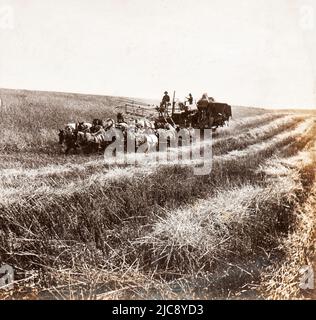 Mietitura con pannolino e trebbiatrice nello stato di Washington (U.S.A.) alla fine del diciannovesimo secolo Foto Stock