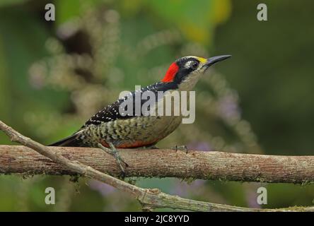 Picchio nero (Melanerpes pucherani) femmina adulta arroccato sul ramo Costa Rica Marzo Foto Stock