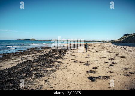 Embleton Beach e baia con il castello di Dunstanburgh in lontananza, Northumberland, Inghilterra Foto Stock