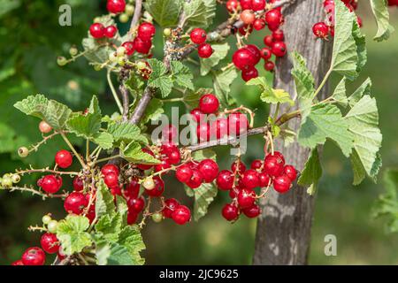 Primo piano di grappoli di ribes rosso maturanti su una pianta in giardino Foto Stock