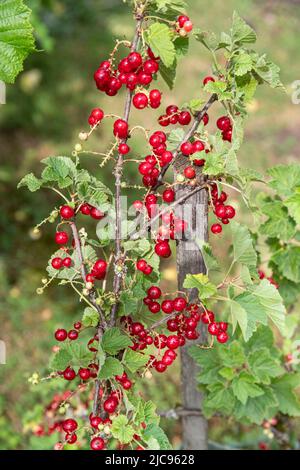 Primo piano di grappoli di ribes rosso maturanti su una pianta in giardino Foto Stock