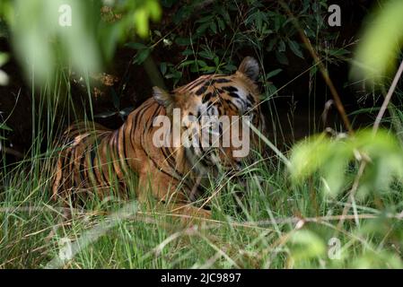 Tigre maschio nascosto nei cespugli della riserva delle tigri di Tadoba, fauna selvatica di bhopal, India Foto Stock