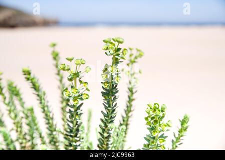 La spiaggia di Praia da Amoreira ospita numerose specie di piante costiere - Algarve, Portogallo Foto Stock