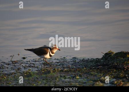 Dreibandregenpfeifer / Tre-nastrare plover o a tre bande / sandplover Charadrius tricollaris Foto Stock