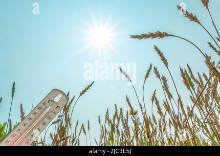 Il termometro è sul campo. Estate, siccità. Temperatura dell'aria elevata. Calore. Meteorologia, agroindustria. Riscaldamento globale e cambiamento climatico. Un termotermo Foto Stock