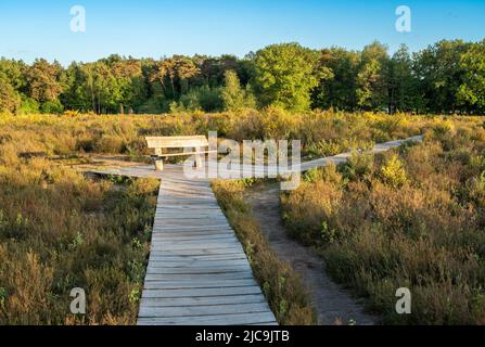 Foresta Mastbos nella città olandese di Breda, vista su un sentiero in legno e la panchina Foto Stock