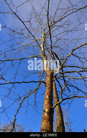 Big Tree contro il cielo blu nell'Ohio state Park Foto Stock