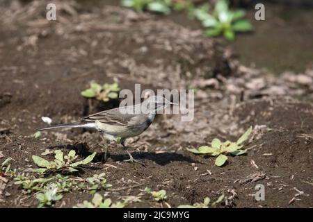 Kapstelze / Cape wagtail o Wells's wagtail / Motacilla capensis Foto Stock