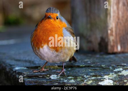 Primo piano di un inquisitivo Robin (Erithacus rubecula) su una lastra di pietra in inverno: Great Torrington, Devon, Inghilterra. Foto Stock