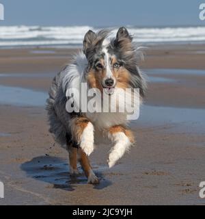 Sheepdog Shetland Foto Stock