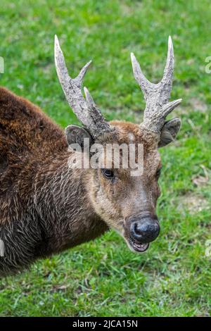 Cervi visayani macchiati / cervi visayani / cervi filippini macchiati / cervi del principe Alfredi (Rusa alfredi) maschio, specie in pericolo endemica tra i Visayas Foto Stock