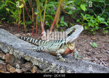 Primo piano di iguana colorata su pareti di roccia con piante tropicali sullo sfondo Foto Stock