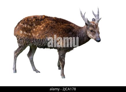 Cervi visayani macchiati / cervi visayani / cervi filippini macchiati / cervi del principe Alfredi (Rusa alfredi) maschio, specie in pericolo endemica tra i Visayas Foto Stock