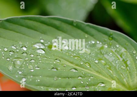 Hosta lascia nel giardino con gocce d'acqua dopo la pioggia Foto Stock