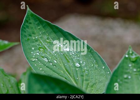 Hosta lascia nel giardino con gocce d'acqua dopo la pioggia Foto Stock