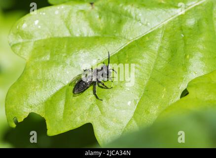 Maschio di riposo Ashy Mining Bee (Andrena cineraria) Foto Stock