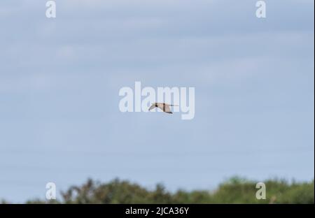 Cuckoo (Cuculus canorus) Foto Stock