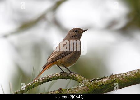 Una redstart femminile seduta su un rametto di pino Foto Stock