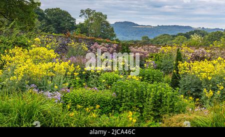 Thalictrum flavum subsp. Glaucum nel Giardino murato superiore ad Aberglasney Foto Stock