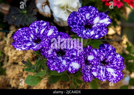 La Petunia 'cielo notturno' Foto Stock