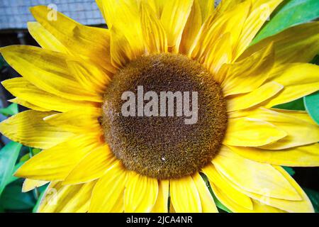 Decorazione girasole in un giardino a Rio de Janeiro. Foto Stock