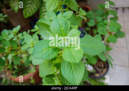 boldo parte in un giardino a Rio de Janeiro. Foto Stock