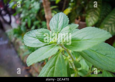 boldo parte in un giardino a Rio de Janeiro. Foto Stock