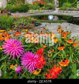 Dahlia ed Helenium nel Sunken Garden di Aberglasney Foto Stock