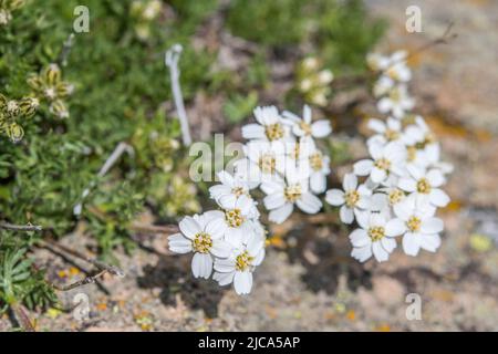 Muschio Milfoil (Achillea erba-rotta subsp. Moschata) Foto Stock