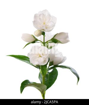 Fiore di gelsomino, isolato su sfondo bianco. Ramo di fiori di gelsomino bianco terry Foto Stock