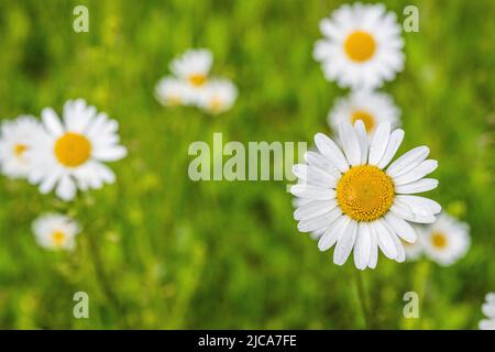 Leuchanthemum vulgare, comunemente noto come il bue-eye daisy, daisy oxeye, daisy cane, marguerite e altri nomi comuni. Foto Stock