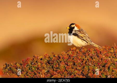 Lapponia Longspur / Lapponia Bunting (Calcarius laponicus), maschio Foto Stock