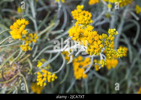 La Snizogyne sericea è una specie di pianta della famiglia delle Asteraceae. È originaria di Madeira e delle Isole Canarie. Foto Stock