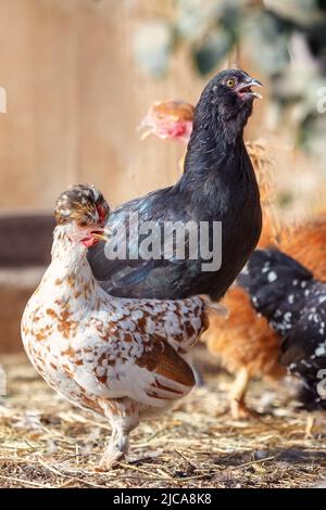 Polli su tradizionale intervallo libero azienda agricola di pollame Foto Stock