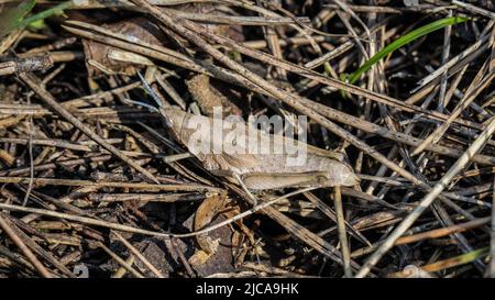 Donna adulta marrone di locusta endemica Pyrgomorphella serbica sul monte Tara in Serbia Foto Stock