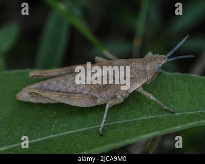 Donna adulta marrone di locusta endemica Pyrgomorphella serbica sul monte Tara in Serbia Foto Stock