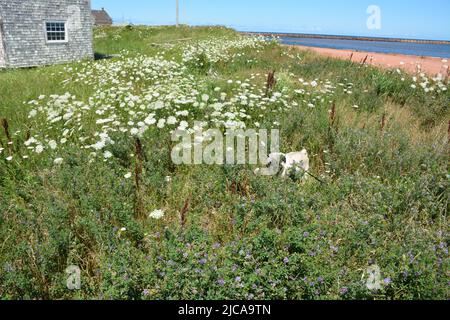 Finestra e lato giallo in un vecchio edificio sul mare Foto Stock